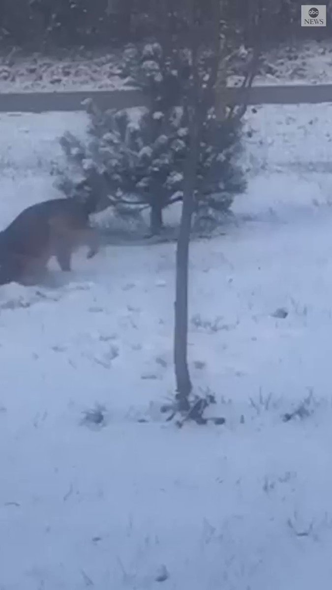 Try to enjoy anything as much as this police dog in Ohio is enjoying rolling around in the first snowfall of the season. https://abcn.ws/2Xob9y9