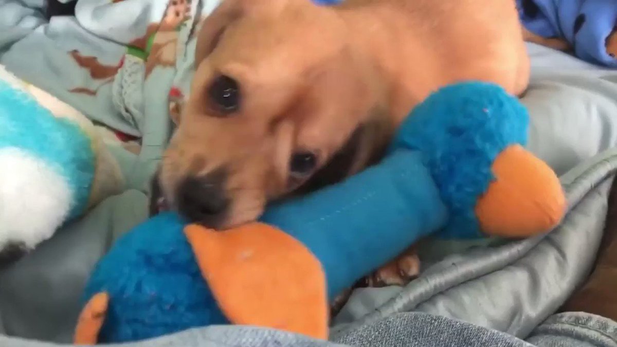 Meet Narwhal, a 10-week-old rescue puppy with a special tail on his forehead that has catapulted him to internet fame https://cnn.it/2OcaWtE