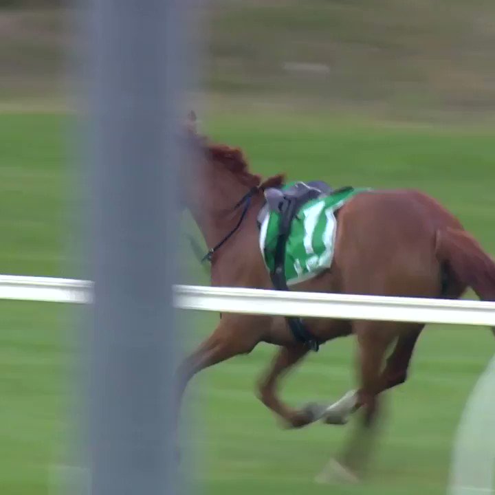 One of the most impressive chases you'll see from a clerk horse.
Rest in peace Woody. http://bit.ly/2NQ0OHS