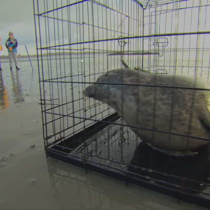After rehabilitation, these seal pups are back in the sea... but scientists will still be able to keep tabs on them.