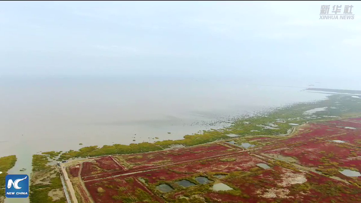 In early winter, a wetland in east China's Jiangsu Province offers not only picturesque scenery but also an ideal habitat for animals