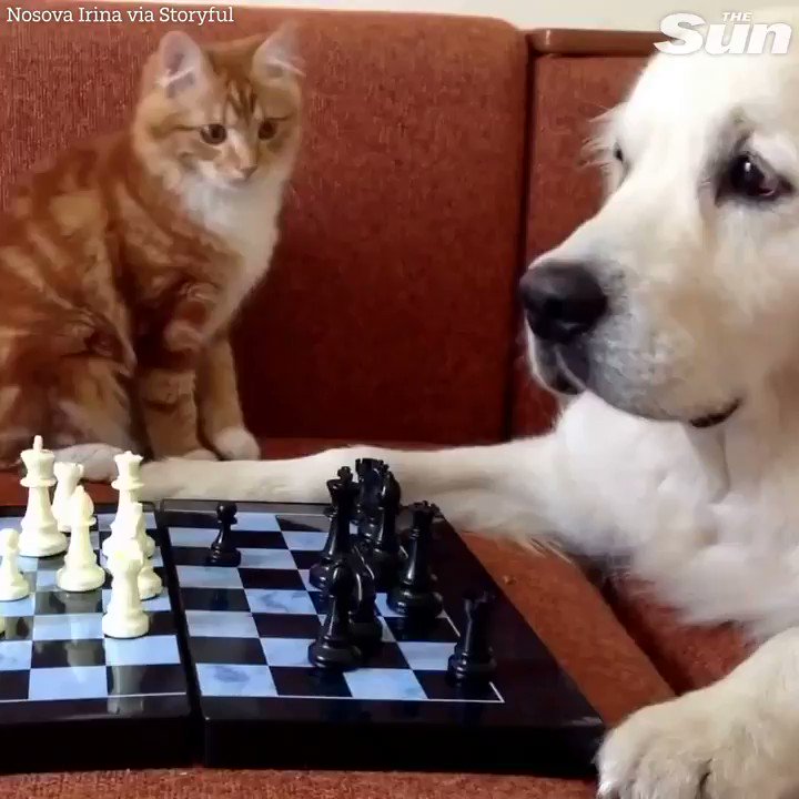 Like Cats and Dogs: A Chess Fight - SparkChess