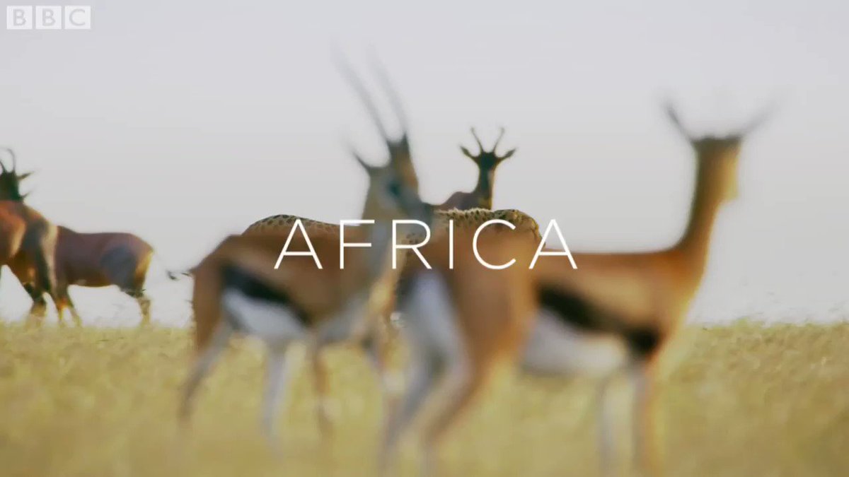 BBC One (@BBCOne) on Twitter photo 2019-12-08 10:28:00 Join us tonight at 6.20pm for the concluding episode of #SevenWorldsOnePlanet, where we take a closer look at the home of the greatest wildlife gatherings on Earth – Africa. Join us tonight at 6.20pm for the concluding episode of #SevenWorldsOnePlanet, where we take a closer look at the home of the greatest wildlife gatherings on Earth – Africa.