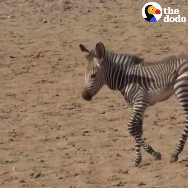 This orphaned baby zebra was all alone — until something beautiful happened 💗