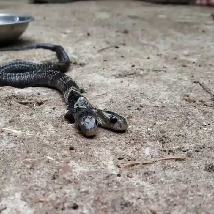 змея с собачьей головой. змея с собачьей головой. собакоголовый удав укус. хайбрид энималс. змеиная головка.