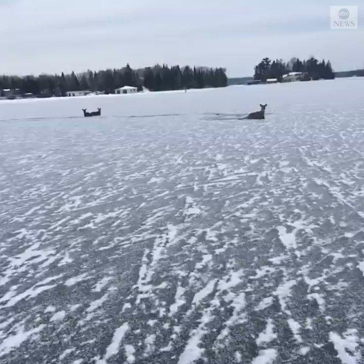 ON THIN ICE: A man came to the rescue of three deer stranded out on a ...