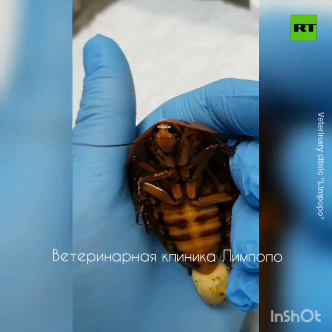 Ενσωματωμένο βίντεο