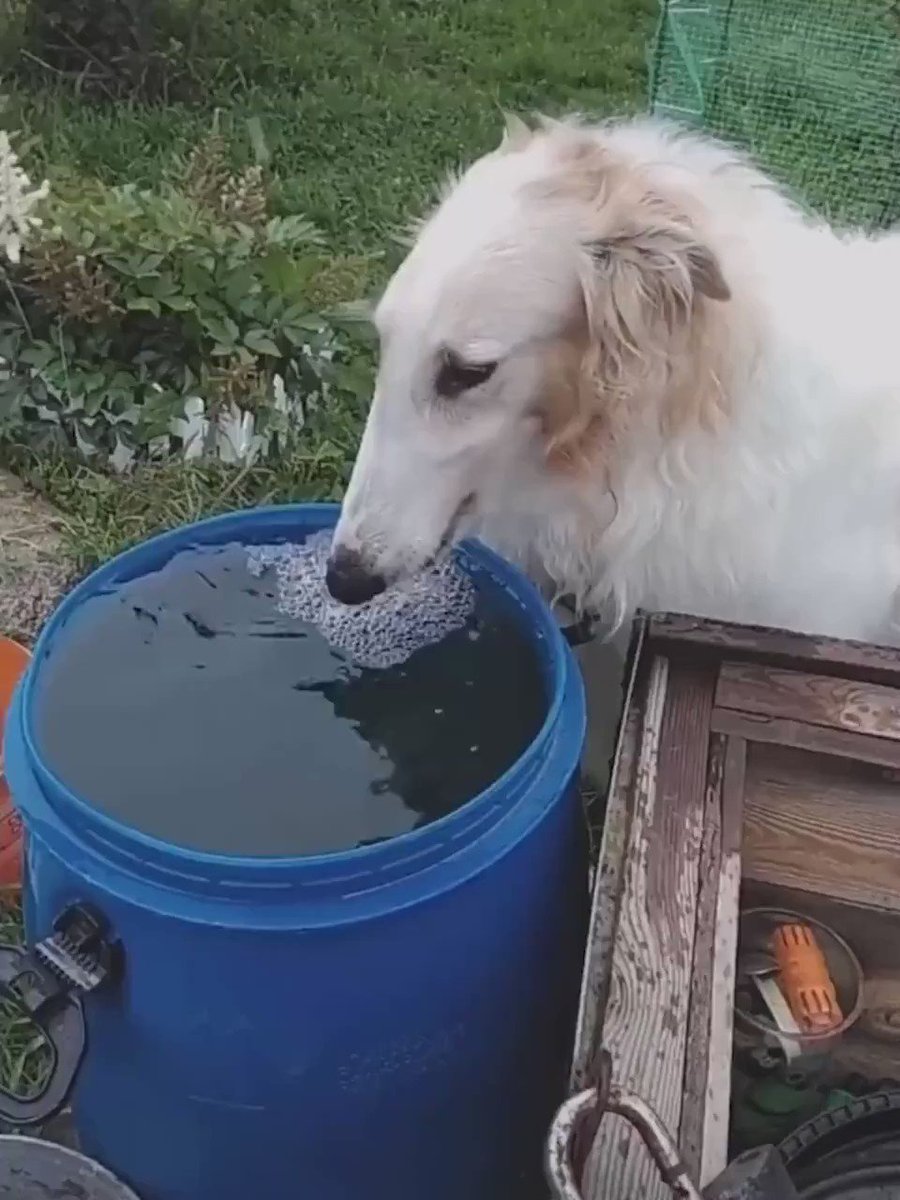 もふもふ動画 この世界には二種類の犬がいます T Co Emgcv4xmin