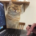 ねこの日 にちなんだピタゴラスイッチをする猫がかわいい 話題の画像プラス ねこの日 にちなんだピタゴラスイッチをする猫がかわいい 話題の画像プラス