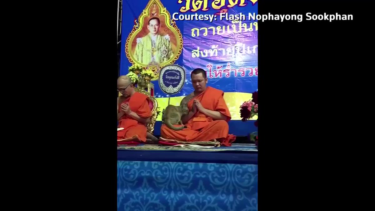 The video of a Thai monk gently trying to push away a cat that crawled into his lap, vying for his attention as he tried to maintain his chanting concentration, has delighted many https://reut.rs/2MSmv9j