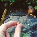 はげしく尻尾ふりふりwリスが餌をもらいに来る時が可愛すぎる。
