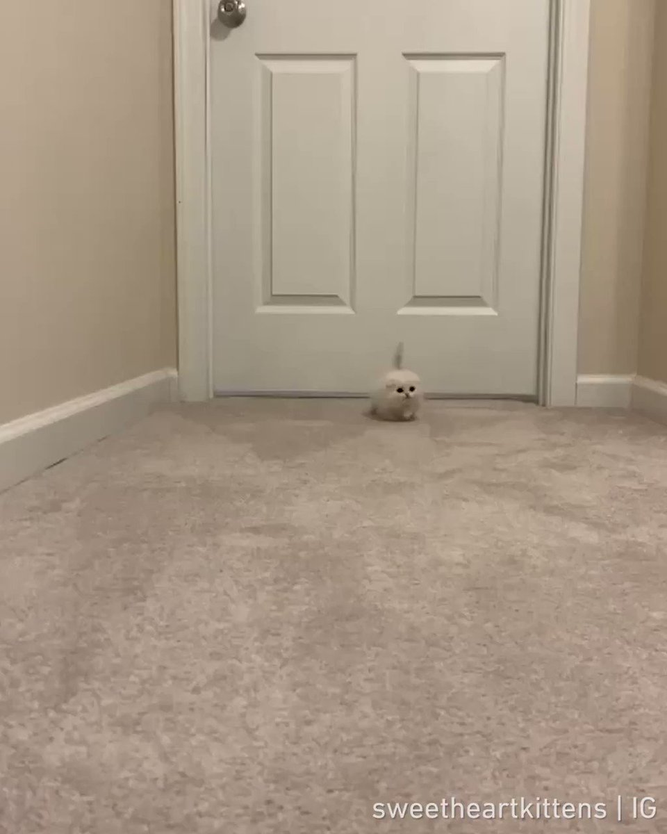 9GAG (@9GAG) on Twitter photo 19/01/2020 16:01:00 Cute little waddle 📹 sweetheartkittens | IG Cute little waddle 📹 sweetheartkittens | IG