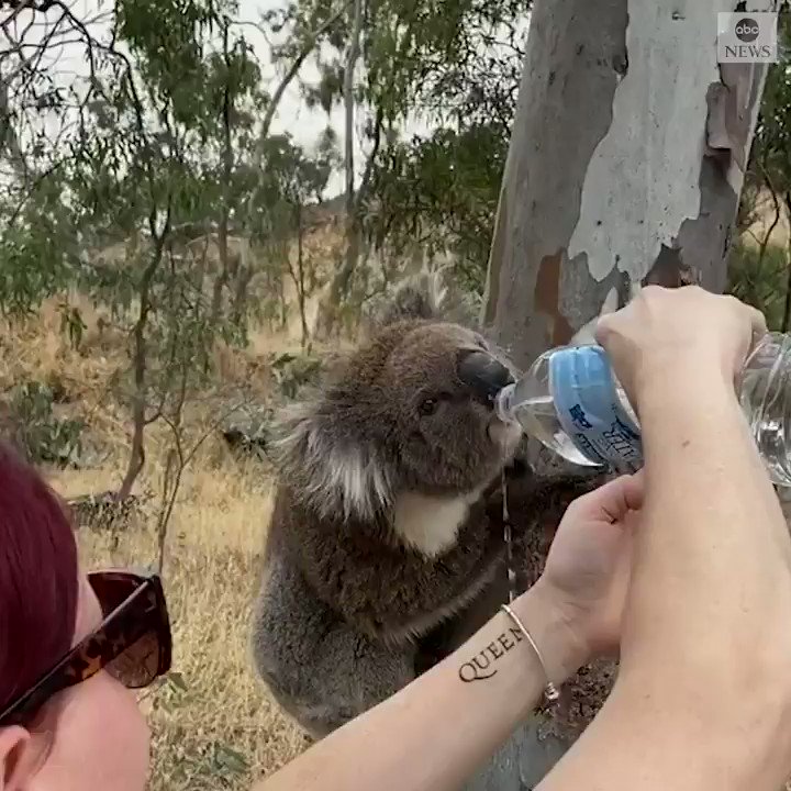 DRINK UP: A wildlife student offered her water to a parched koala, which clung on as it tried to stay hydrated amid soaring temperatures and deadly wildfires that have gripped parts of the country. https://abcn.ws/2R0N7Xb