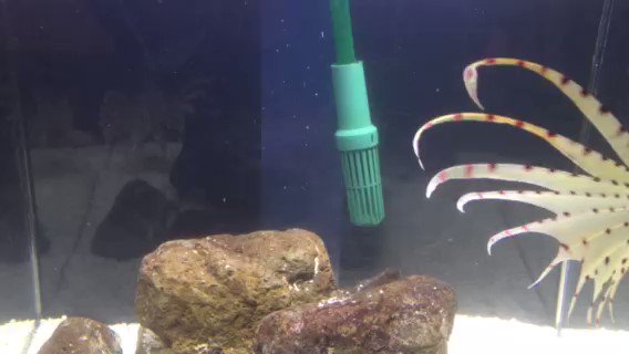 京都水族館【公式】 (@Kyoto_Aquarium) on Twitter photo 2020-01-14 22:50:00 すいすいすいようびーーーー🐠 すいすいすいようびーーーー🐠
