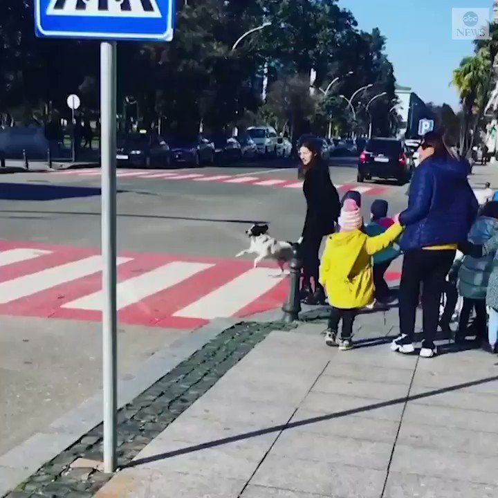 CROSSING GUARD DOG: This very considerate stray pup has become an internet sensation after it helped a group of schoolchildren get across a busy street in Eastern Europe. https://abcn.ws/2NGQWje