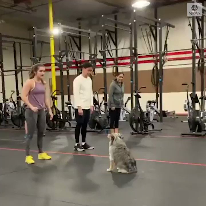 This very athletic dog helped its owner instruct class at a gym in California.The canine’s owner says Tesla, a miniature Australian Shepherd, loves doing burpees and playing with a frisbee. https://abcn.ws/30CgZ0n