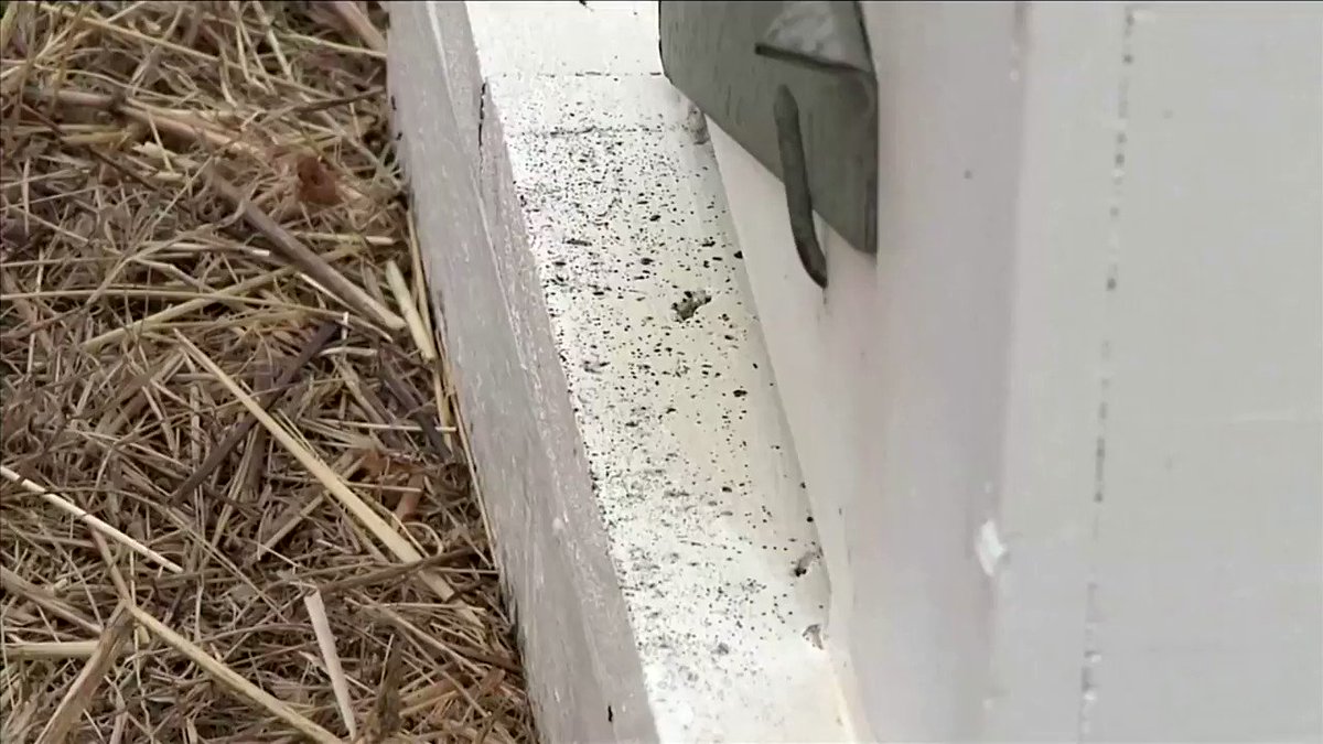 Kangaroo Island in Australia is believed to host the world’s last genetically pure population of the Ligurian bees. The bushfires have destroyed an estimated quarter of the island’s 4,000 Ligurian hives. Full report https://reut.rs/2REb8n0