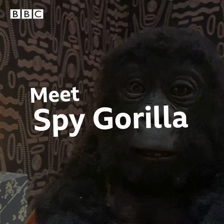 This is how the adorable Spy Gorilla from #SpyInTheWild works!