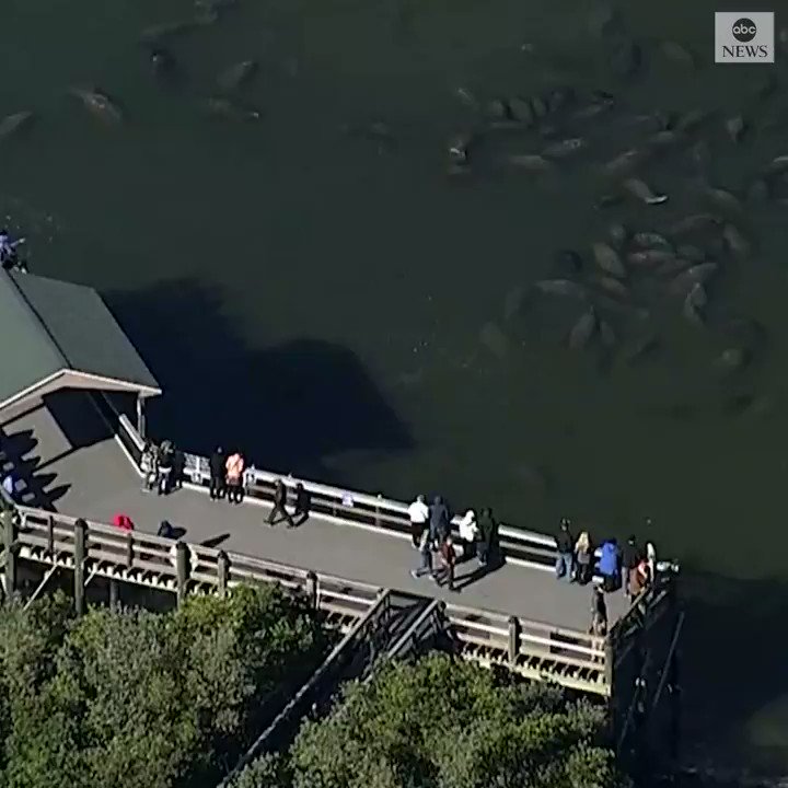 Aerial footage shows a huge group of manatees trying to keep warm in Tampa Bay, as Florida sees a drop in temperatures and officials issue wind chill warnings for multiple cities in the state. https://abcn.ws/37jSBDj
