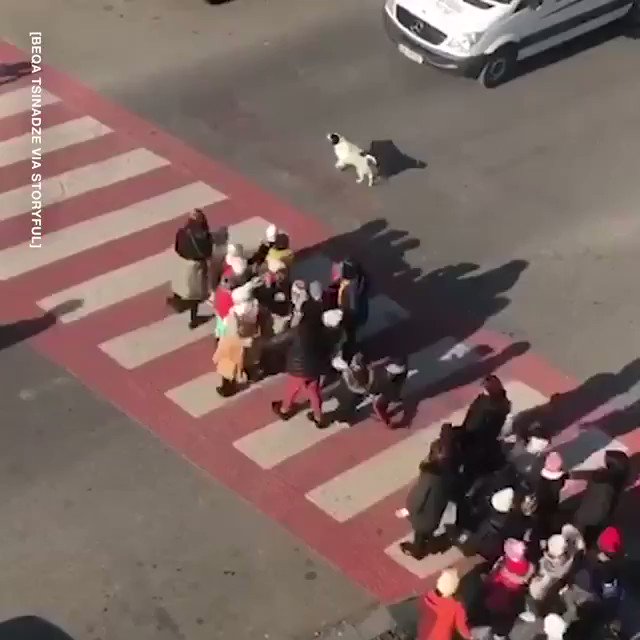 LADbible (@ladbible) on Twitter photo 25/01/2020 20:00:00 The little guy was even given an award for his efforts! 🐶 The little guy was even given an award for his efforts! 🐶