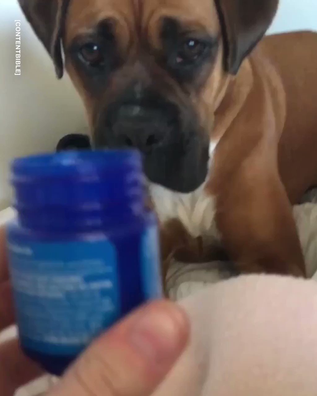 Is Vicks Vaporub Toxic To Dogs
