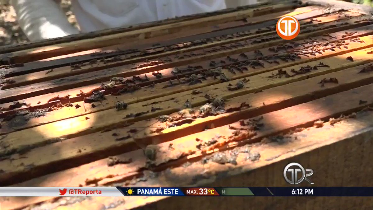 Facultad Ciencias Agropecuarias Universidad Panama Chiriqui Fumigacion Aerea Irresponsable Mato Millones Abejas Apiario Facultad Ciencias Agropecuarias Universidad Panama Chiriqui Presentaron Denuncia Descarta Mano Criminal Treporta Telemetro