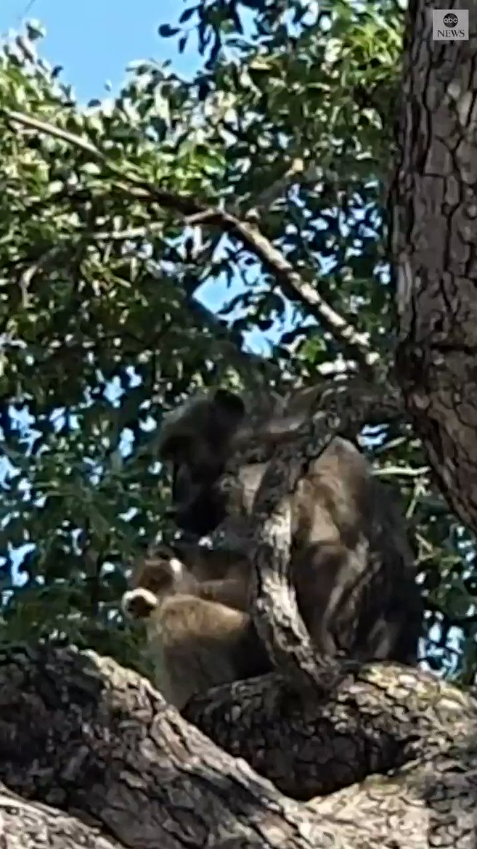 'UNUSUAL SIGHTING': Male baboon spotted grooming a lion cub in South Africa's Kruger National Park. https://abcn.ws/31y72BC
