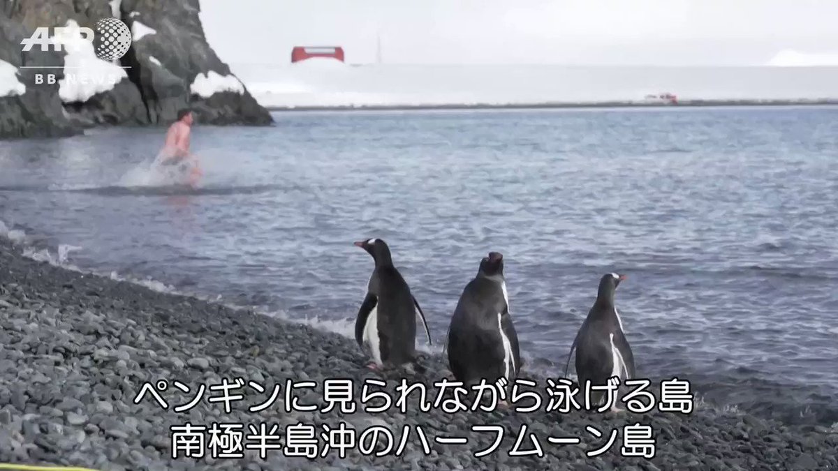 Afpbb News ペンギンに見られながら泳げる島 南極半島沖のハーフムーン島 Afpbb News ペンギンに見られながら泳げる島 南極半島沖のハーフムーン島