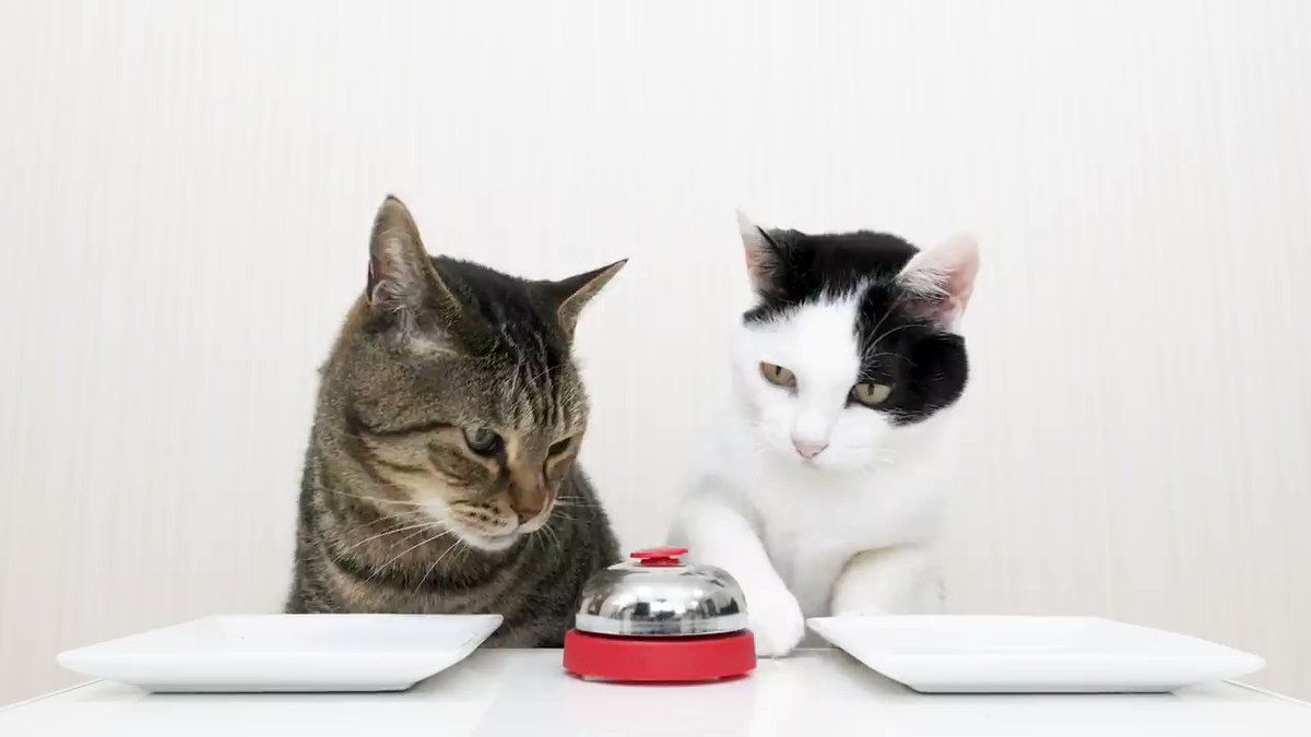 .@b_ru_ru's adorable cats ring a bell every time they want a treat.
3 minutes of pure bliss: https://youtu.be/PI4JABNwB_U