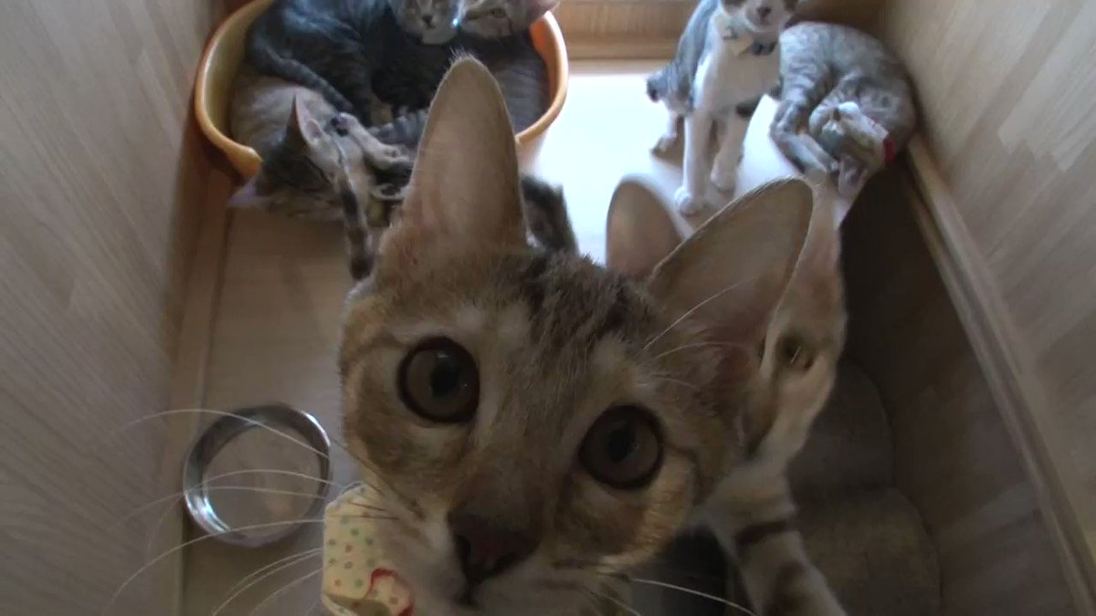 BSテレ東【BS7ch】 (@BS7ch_PR) on Twitter photo 2020-06-30 08:24:30 \🐈RTで猫を救おう🐈/ #BSキャッ東は多くの猫を救いたい ‼ 今日は #猫の日 そこで #BSテレ東 改め #BSキャッ東 は1RTあたり1円とし皆様からいただいたRT数に応じ、全国の犬猫保護団体へ募金を贈ります🎁 参加方法はこのツイートをRTするだけ👍 RT後に御礼のメッセージが届くよ‼ \🐈RTで猫を救おう🐈/ #BSキャッ東は多くの猫を救いたい ‼ 今日は #猫の日 そこで #BSテレ東 改め #BSキャッ東 は1RTあたり1円とし皆様からいただいたRT数に応じ、全国の犬猫保護団体へ募金を贈ります🎁 参加方法はこのツイートをRTするだけ👍 RT後に御礼のメッセージが届くよ‼