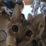 リツイートで猫が救われるBSテレ東の企画が素晴らし過ぎる