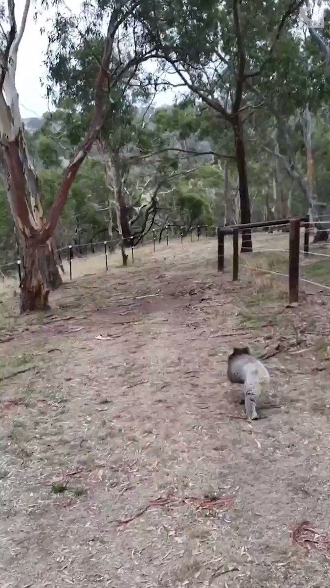 BACK HOME: Clare the koala, who was rescued from bushfires in Australia, carefully inspected her options before selecting her first tree to climb after being released from a sanctuary over the weekend. https://abcn.ws/31ZwNuIย