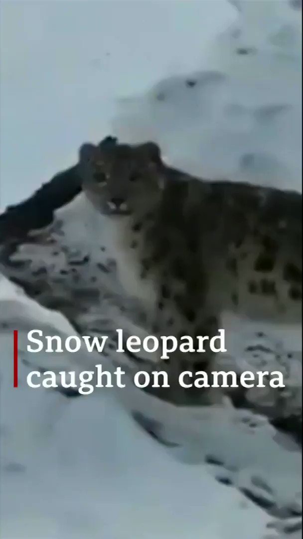 A rare snow leopard has been spotted in the HimalayasThe iconic big cats' conservation status improved from "endangered" to "vulnerable" in 2017http://bbc.in/329mjJ8