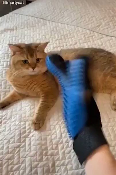 cat fur hat