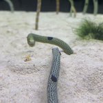 タイミング間違えた・・・ｗ「チンアナゴ」同士のケンカにしまった遭遇してしまった「ニシキアナゴ」がとっても気まずそう!