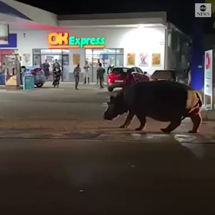 ABC News (@ABC) on Twitter photo 28/02/2020 01:38:07 FILL UP: A hippo in South Africa took an evening stroll—through a gas station! abcn.ws/3cdFJ4w FILL UP: A hippo in South Africa took an evening stroll—through a gas station! abcn.ws/3cdFJ4w