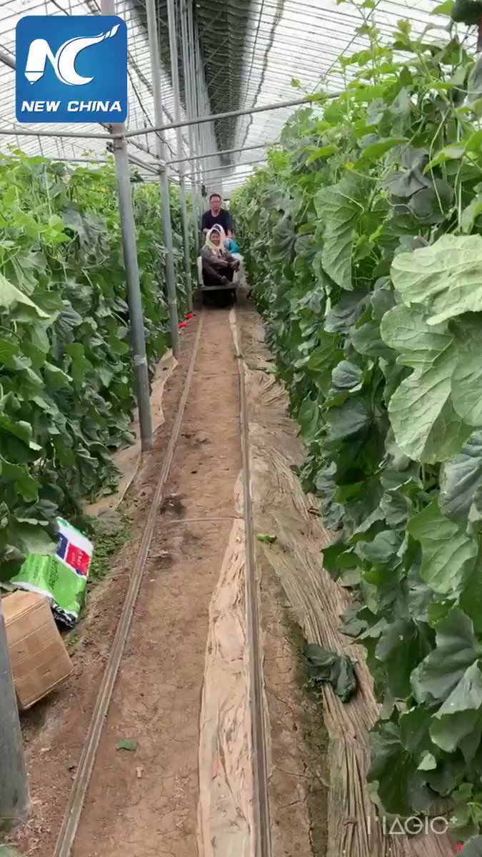 Take a look at how Chinese farmers use machines and tools to improve their production in greenhouses