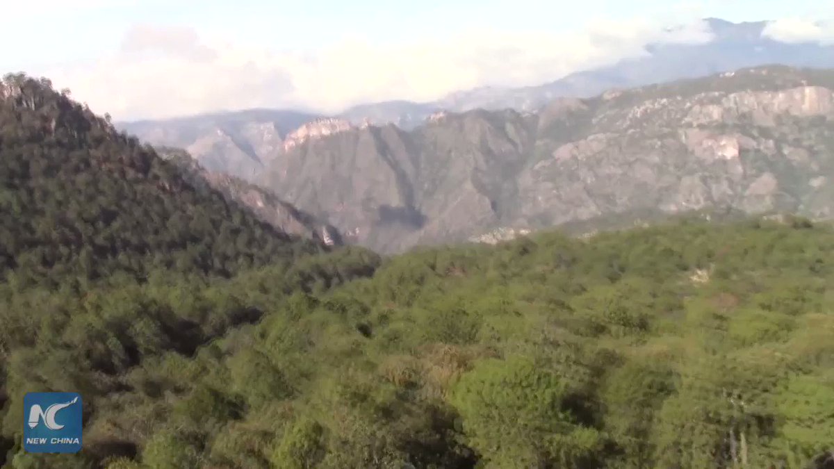 Mexican military has discovered and seized largest poppy plantation on record in northern Mexico since it began its fight against poppy cultivation in 2018