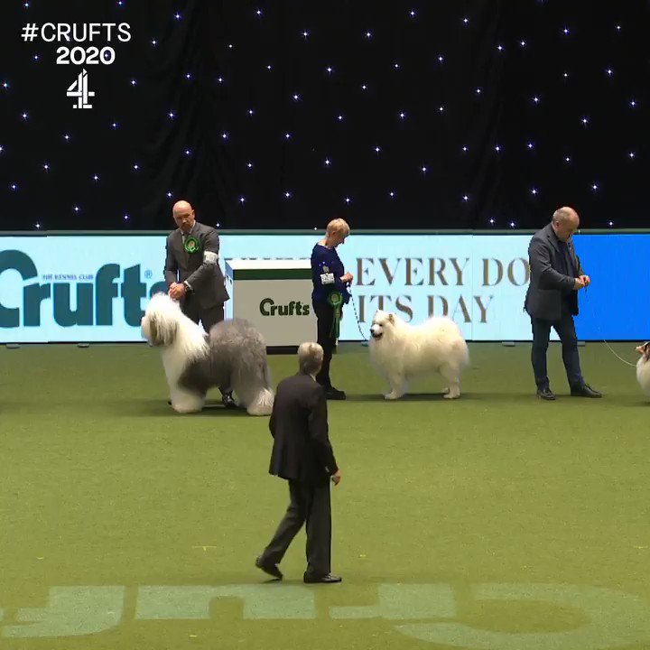 crufts old english sheepdog