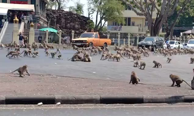 Hundreds of hungry monkeys swarm across Thai street as 'rival gangs' fight over food after tourists who normally feed them stay away because of coronavirus https://t.co/lQZ0sOzwDF https://t.co/8TgrCTBrQ8