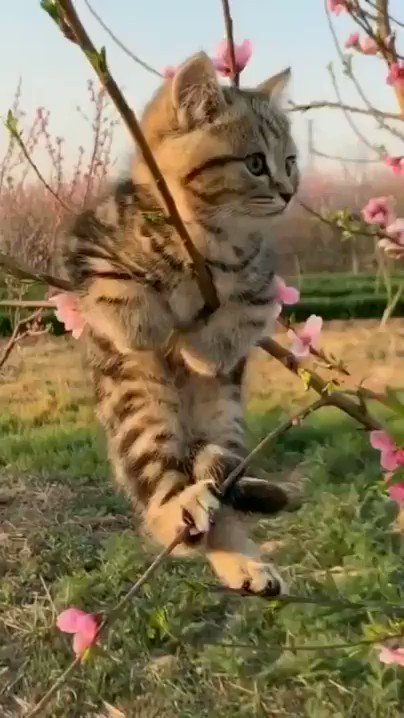 's Media: RT @AddictedViral: Kitten tree is in full bloom https://t.co/bcpww6ia4m 's Media: RT @AddictedViral: Kitten tree is in full bloom https://t.co/bcpww6ia4m