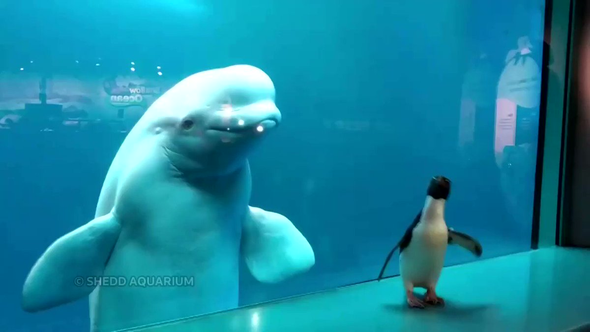 A penguin was out and about visiting his neighbors, beluga whales, at Chicago’s Shedd Aquarium https://t.co/4ak3aJsoLb