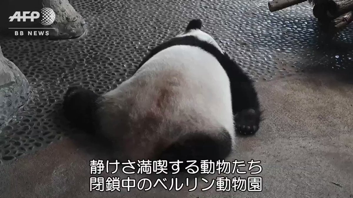 橋本麻里 たれパンダならぬ 倒れパンダ 画像のインパクトが強すぎる 橋本麻里 たれパンダならぬ 倒れパンダ 画像のインパクトが強すぎる