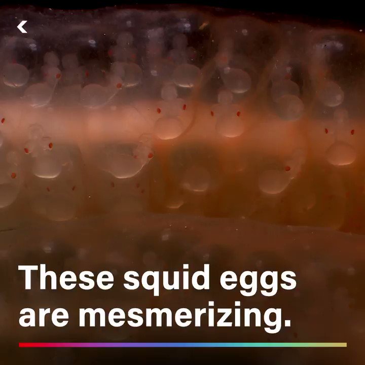 Seeker (@Seeker) on Twitter photo 2020-05-30 03:05:00 These squids eggs look like masses of sea anemones These squids eggs look like masses of sea anemones
