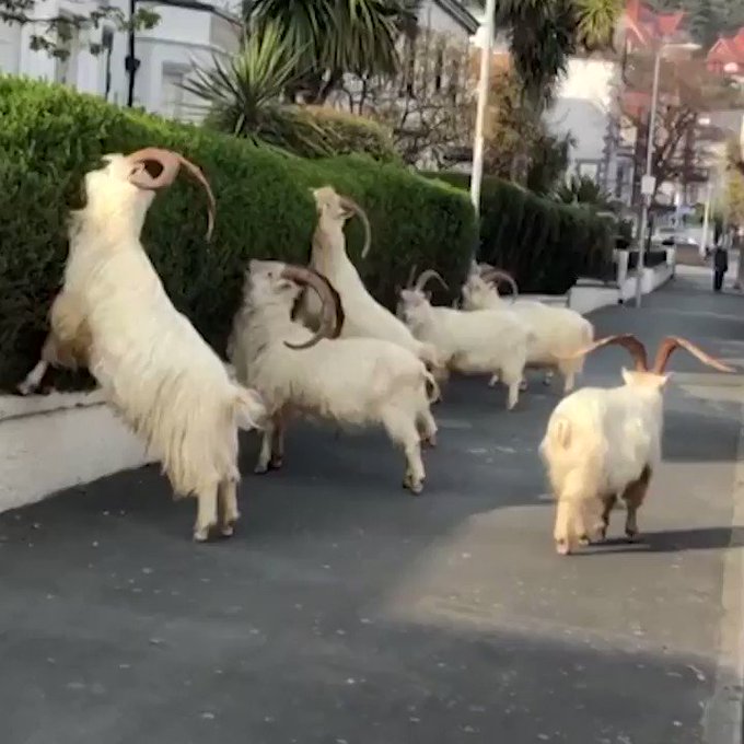 Yerleştirilmiş video