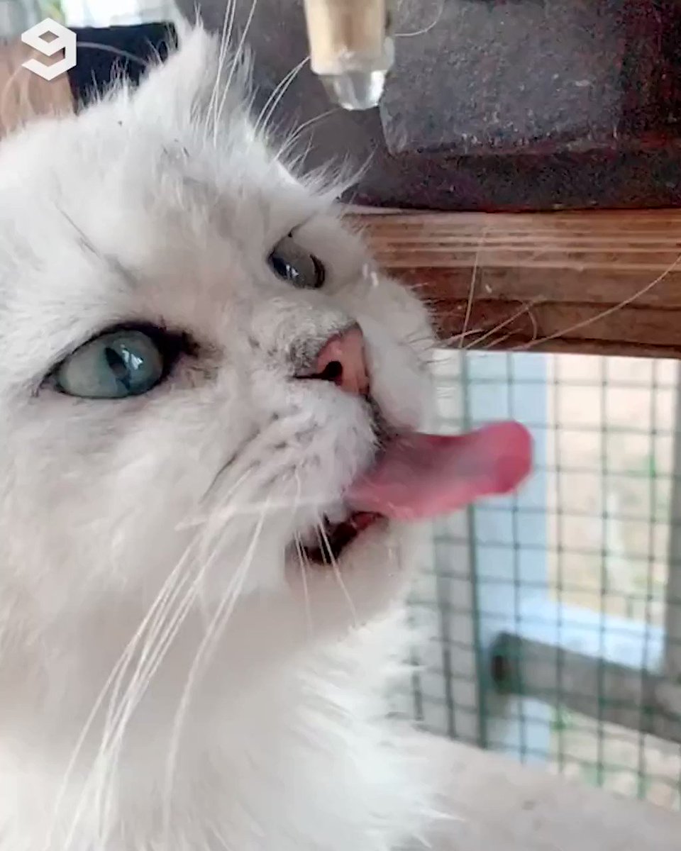 Every 3rd drop tastes better
@MeowedOfficial https://t.co/6GlVSa1aQU