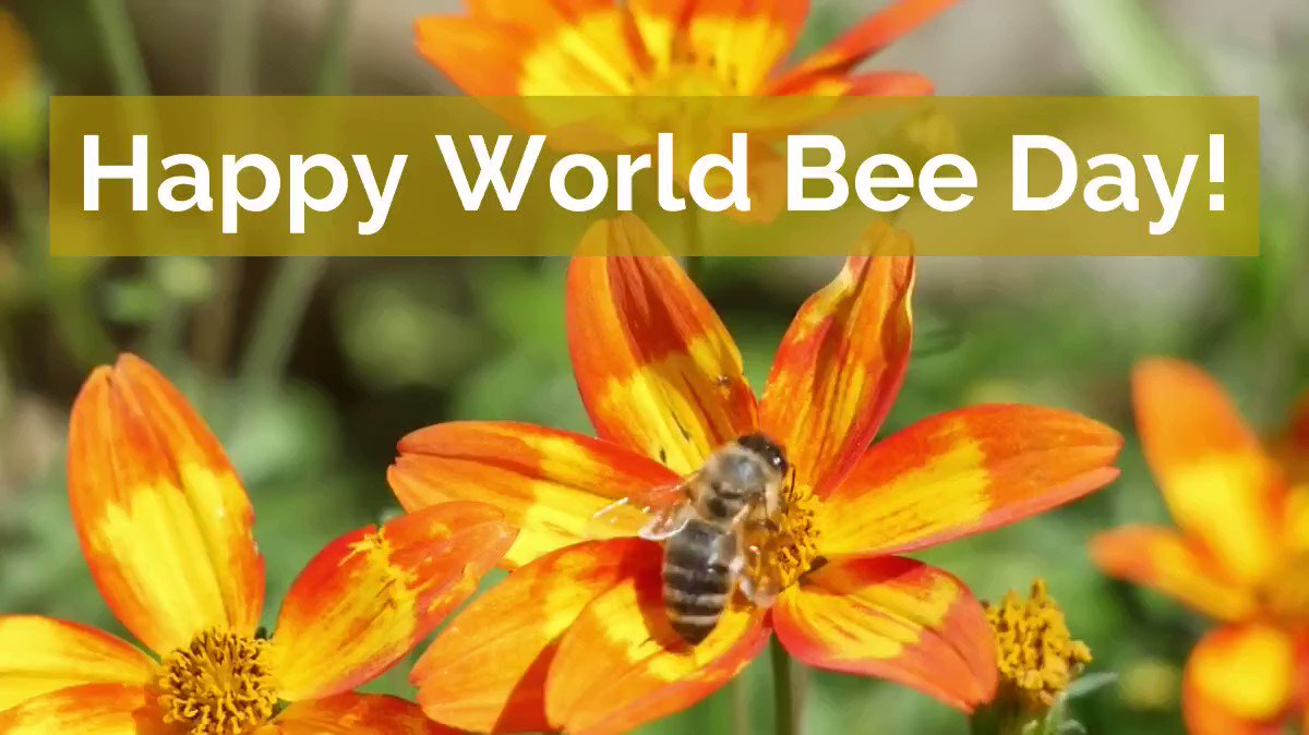 Ipbes Happy Worldbeeday The Vast Majority Of Pollinator Species Are Wild Including 000 Species Of Bees Some Species Of Flies Butterflies Moths Wasps Beetles Thrips Birds Bats Other Vertebrates Ipbes Happy Worldbeeday The Vast Majority Of Pollinator Species Are Wild Including 000 Species Of Bees Some Species Of Flies Butterflies Moths Wasps Beetles Thrips Birds Bats Other Vertebrates