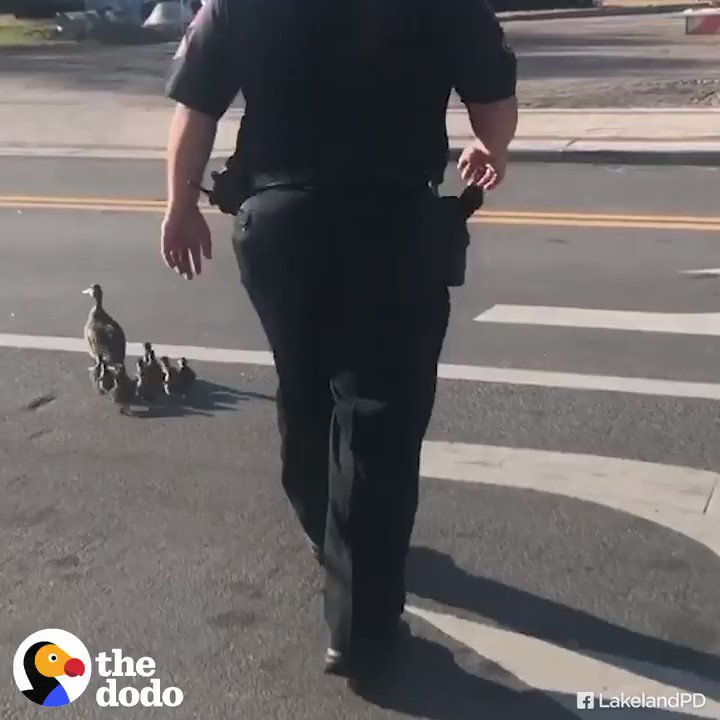 Police Escort Lost Family Of Ducks Through Montreal's Old Port