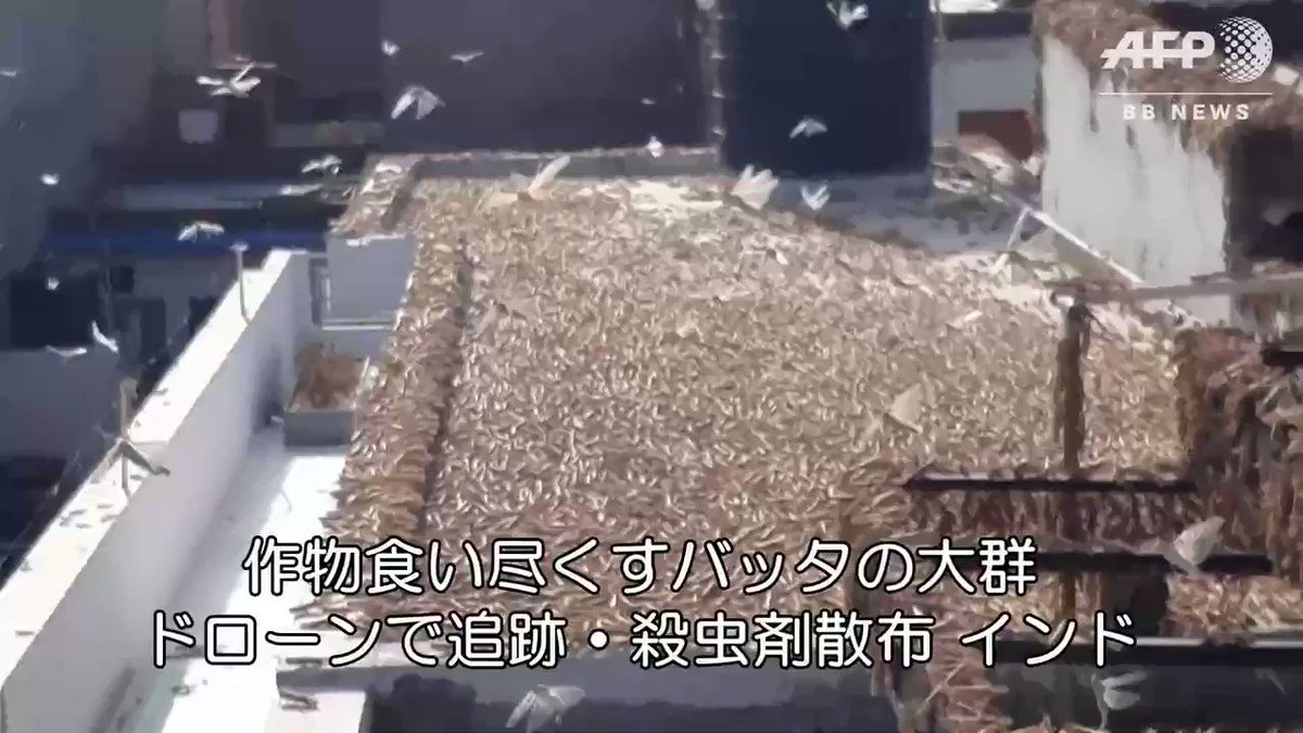 AFPBB News (@afpbbcom) on Twitter photo 31/05/2020 08:49:18 作物食い尽くすバッタの大群、ドローンで追跡・殺虫剤散布 インド 作物食い尽くすバッタの大群、ドローンで追跡・殺虫剤散布 インド