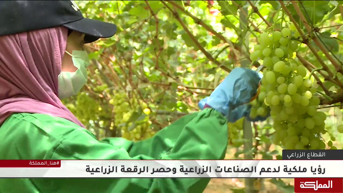 قناة المملكة | مزارع "جنات عدن" تعد نموذجا ناجحا للصناعات ...